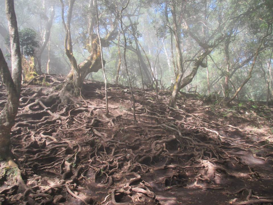 Kodaikanal trees roots